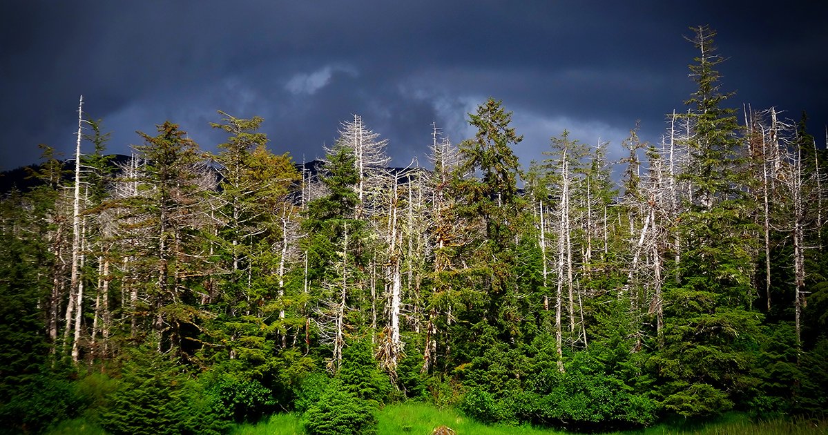 AdvScientists's tweet photo. 400 trees. That's how many more Alaska yellow-cedar samples we need by year end to meet our goal and help protect these magical trees from timber poaching and #climatechange. OR, WA, BC and AK hikers, join us to #hikeforscience! https://t.co/NrRjZhO9BX.
📷 Lauren E. Oakes https://t.co/JpaM0TpuE6