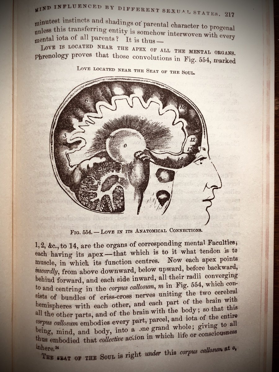 Luckily, Prof. O. S. Fowler is providing about… 200 pages of explanation on how to truly define beauty and love. Once again, science objectively triumphs over silly subjectivity… this is like the Bell Curve but instead of IQ, it’s attraction...