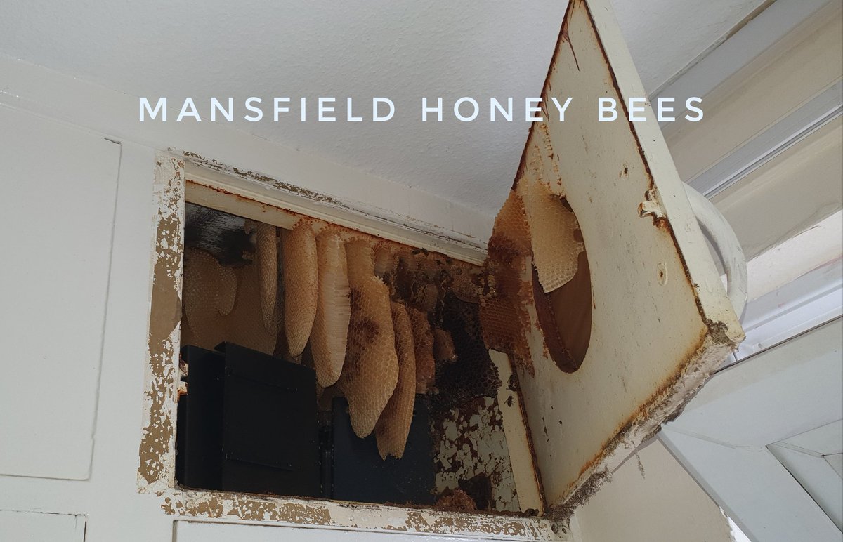 Who do you call when you find bees in your kitchen? <a href="/TheNPTA/">NPTA UK</a> <a href="/PestMagUK/">Pest Magazine</a> <a href="/BASIS_PROMPT/">BASIS PROMPT</a>