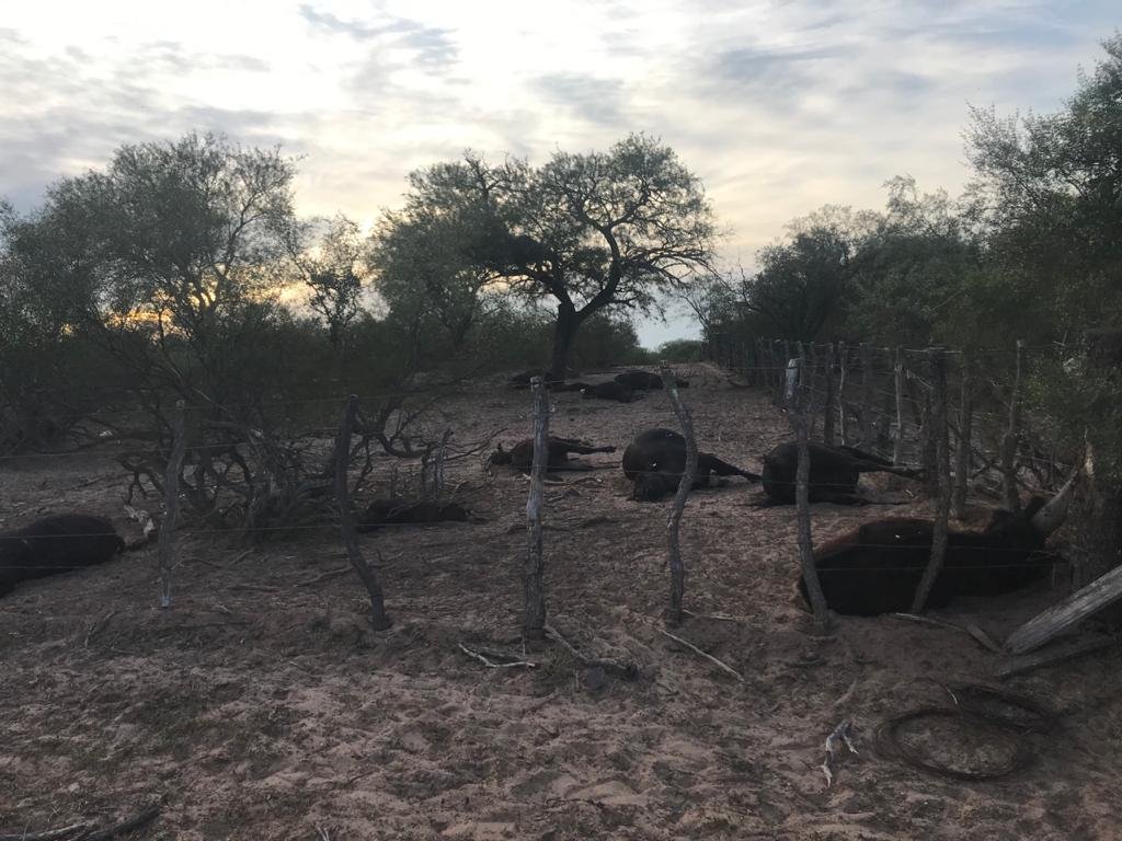 matiaslongoni's tweet photo. Los colegas de LVU16 Radio Río Cuarto difundieron esta historia: Un productor impedido de ingresar a San Luis perdió 35 animales por falta de agua y cuidados. "No entiendo en qué cabeza cabe que te priven de trabajar", dijo el productor afectado. https://t.co/smkpY6Ezyx