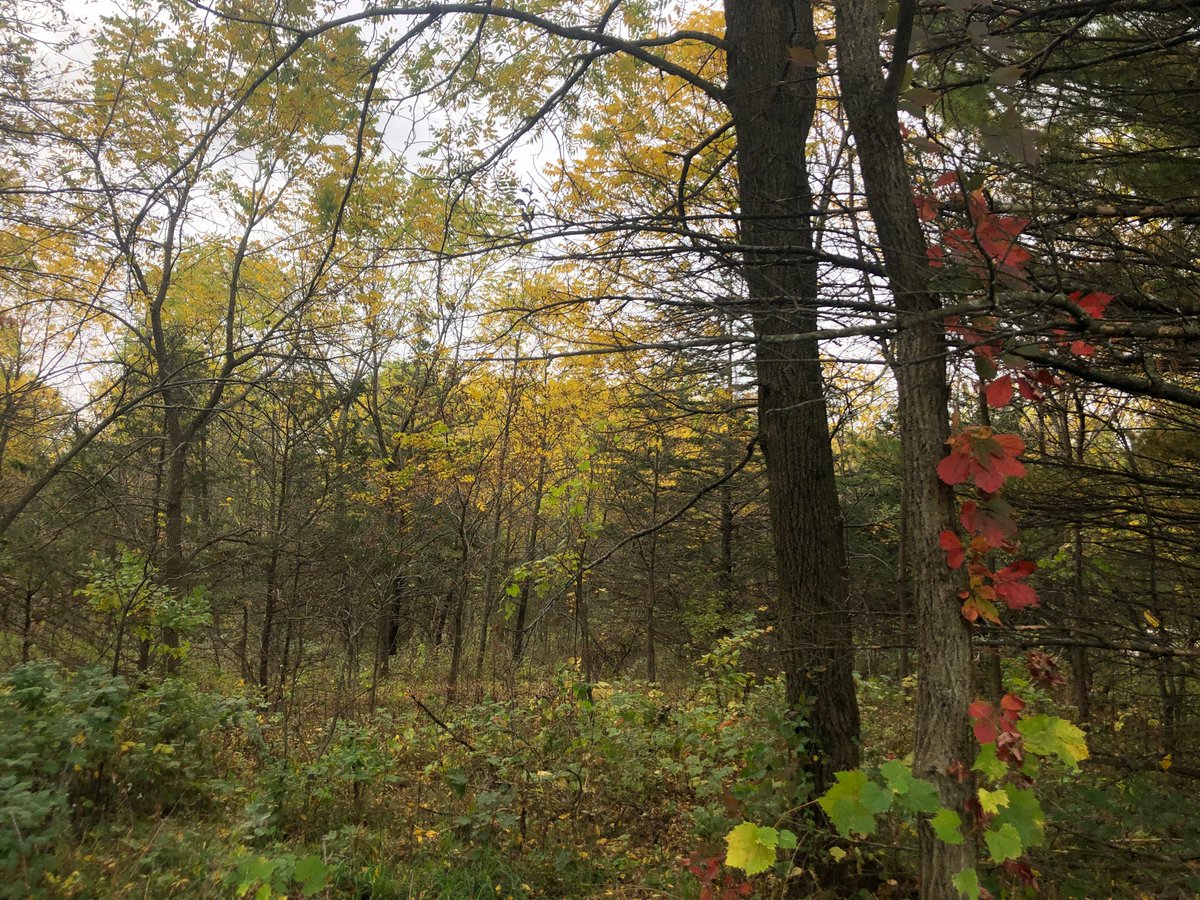 emilyemixon's tweet photo. Fall color rip and ride. #ridelikeagirl #salsacycles #salsabikes #camrock https://t.co/qBeDIOqZjE