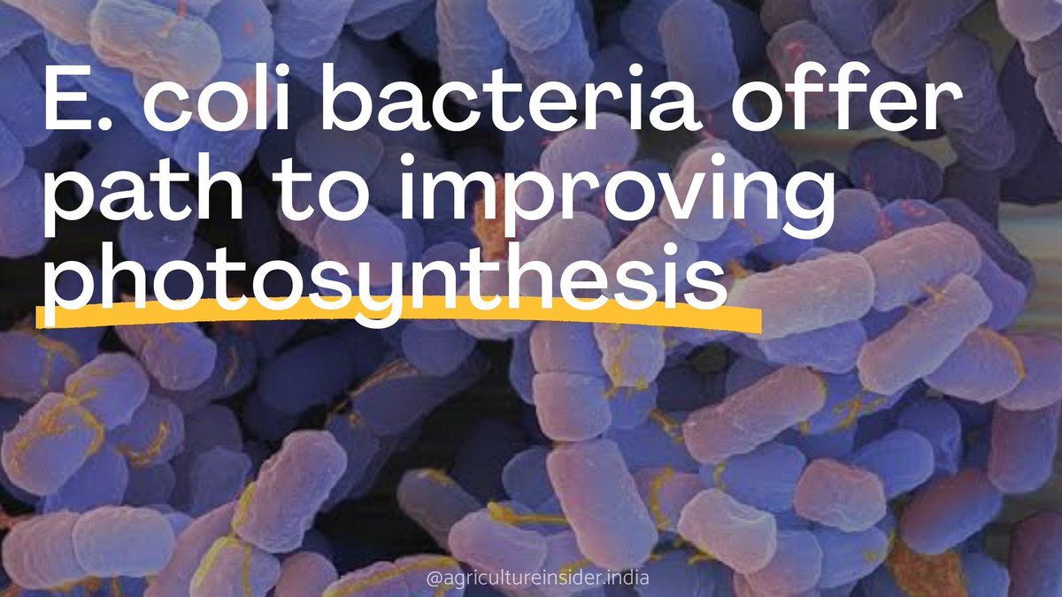 Cornell University scientists have engineered a key plant enzyme and introduced it in Escherichia coli bacteria in order to create an optimal experimental environment for studying how to speed up photosynthesis, a holy grail for improving crop yields.

#Biotechnology #agriculture