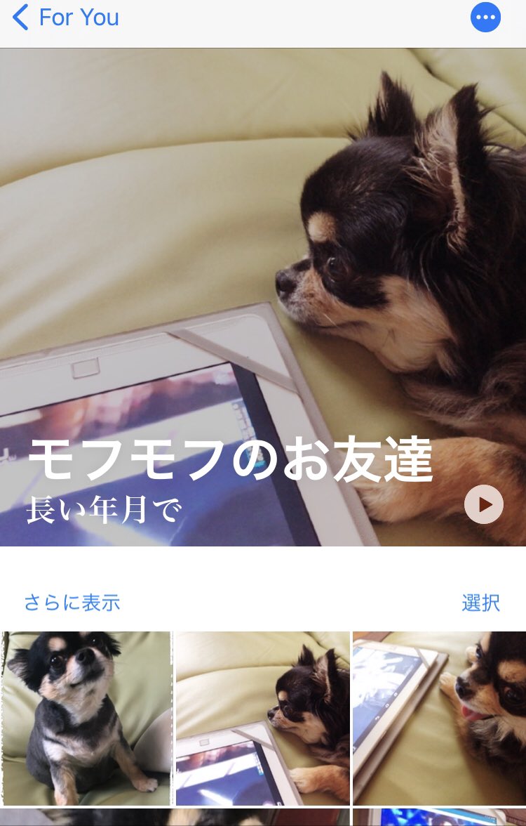 モフモフのお友達 という名のiphoneが勝手に作ってくれるメチャカワアルバム Togetter モフモフのお友達 という名のiphoneが勝手に作ってくれるメチャカワアルバム Togetter