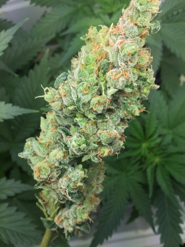MatsVapes's tweet photo. Taking down the Big Bang. 🌲😍 #cbdswissgold #cbdswiss #goodswissweed #cbdgermany #cbdswisscanabis #cbdgrosshandel #weed #weeduk #belgiumweed #joint #coffeeshop #weedoslo #smoking #smoke #photography #highgrade #dank #marihuanafotos #hasj #hash #wickrme #weedspain #weeddublin https://t.co/2Od9yXOUVk