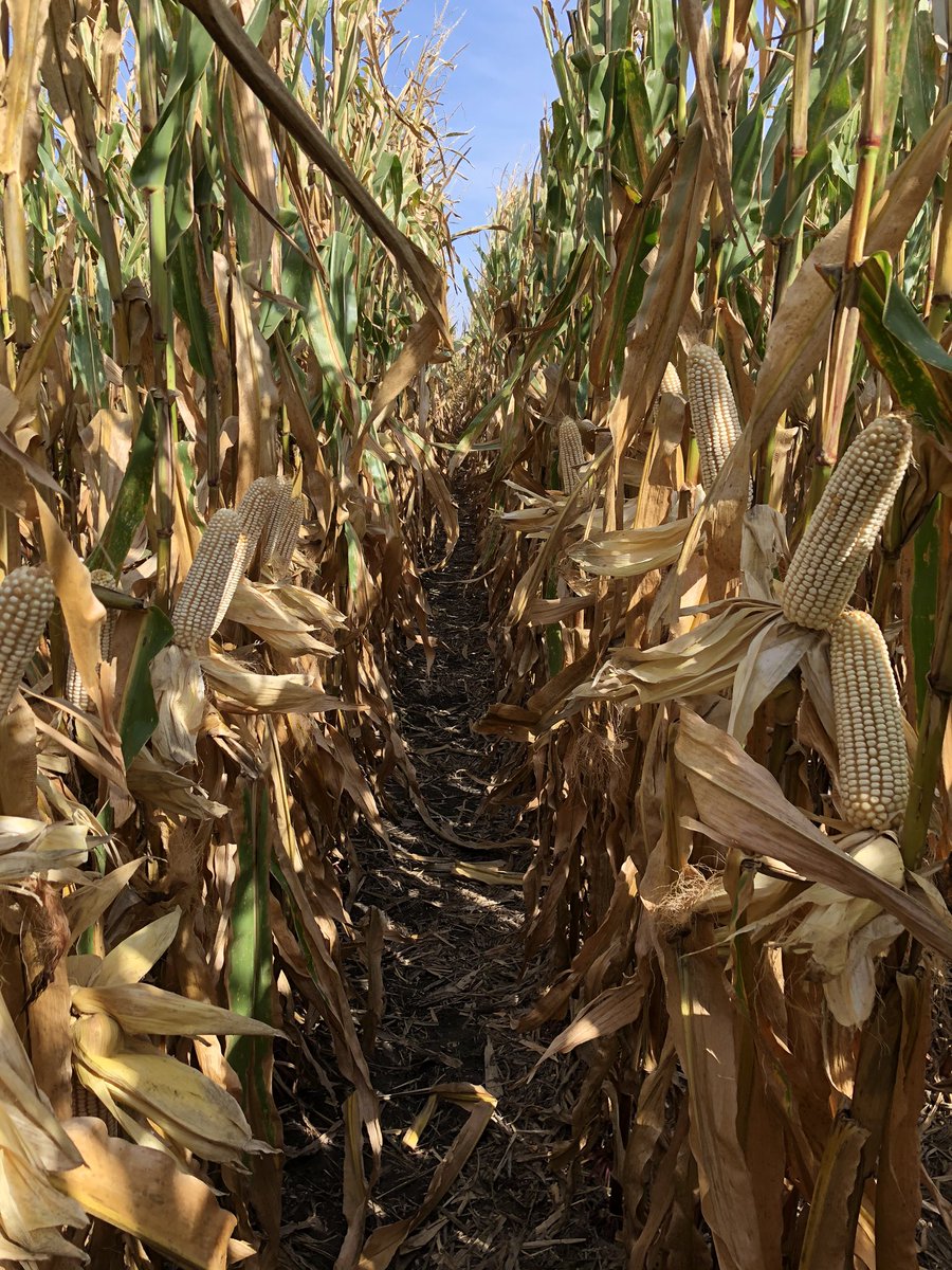 Dave Panko tweet media