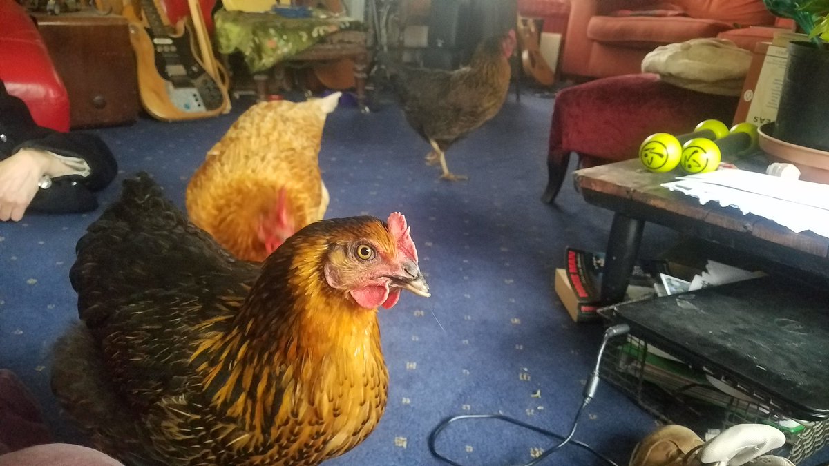 notreallyafarm's tweet photo. No, the #chickens are definitely not allowed in the living room 🙄😂 https://t.co/TypLlZHOvh