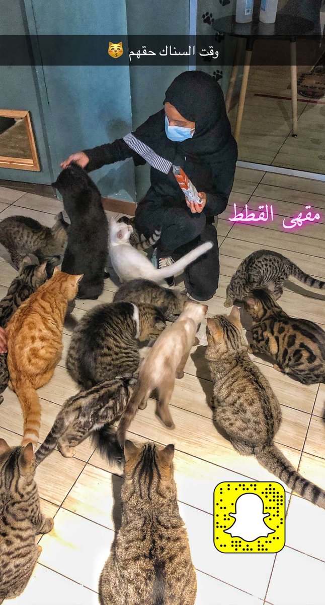 الرياض كوفي القطط في مقاهي فيها