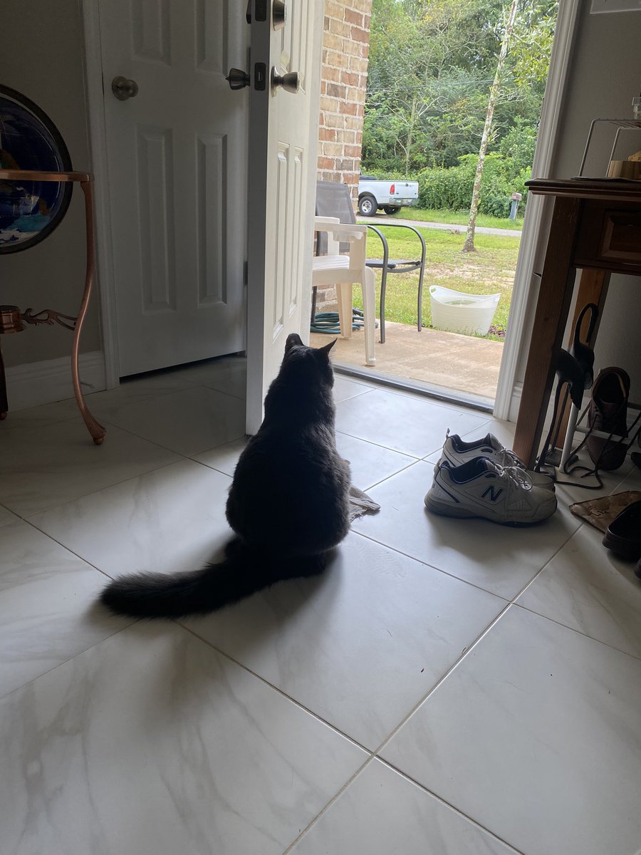 BBGsWorld's tweet photo. #Caturday
Door’s open; that’s too easy.
Will have to think if I want to go outside or not 😼😹
#doorsopen #cats
#togoornottogo 
#catsoftwitter #bbgsworld https://t.co/oUGG6pVVto