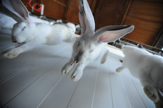 Peta On Twitter Rabbits Are Not Only Exploited For Their Fur They Re Also Killed So People Can Eat Them At Slaughterhouses Rabbits Wait In Terror Before Their Throats Are Slit Workers Then