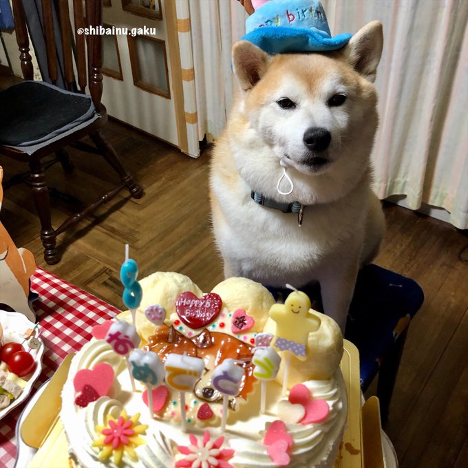 柴犬岳のtwitterイラスト検索結果 古い順