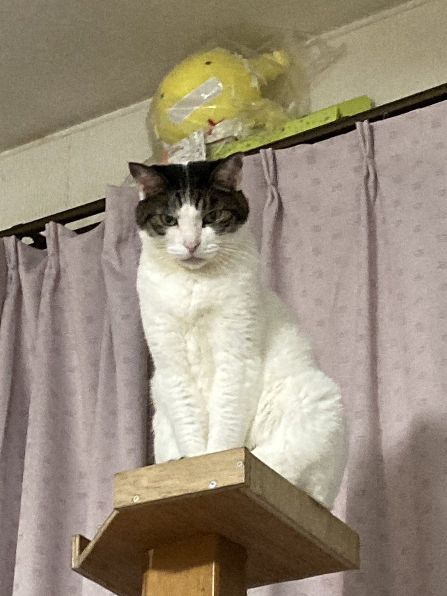 もう一匹の猫。茶色の方と喧嘩が絶えない為、若い子がケージの中におります。それかしてもこいつ……ふてぶてしい顔しとるな。
#猫写真 #猫 #猫がいる暮らし #猫好きさんと繫がりたい https://t.co/dQBCTO8zap