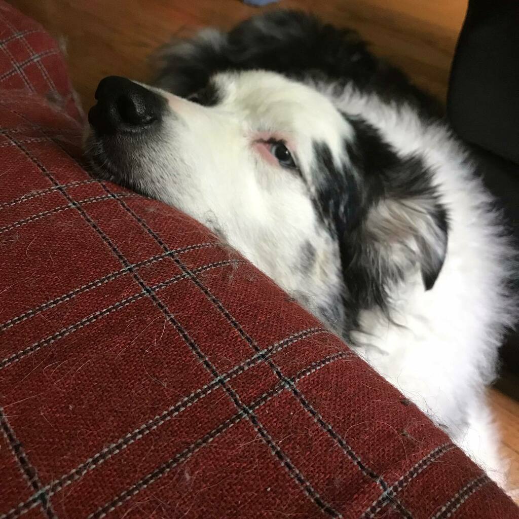 capesnbabes's tweet photo. This is my dog, Blue. He does this sometimes where he lays at the foot of our couch and rests his chin on it just like this.
#crazydogs
#funnyanimals
#mydogblue
#dogs
#digsofinstagram https://t.co/QHlwlUC03d https://t.co/xb6J7DXJpl