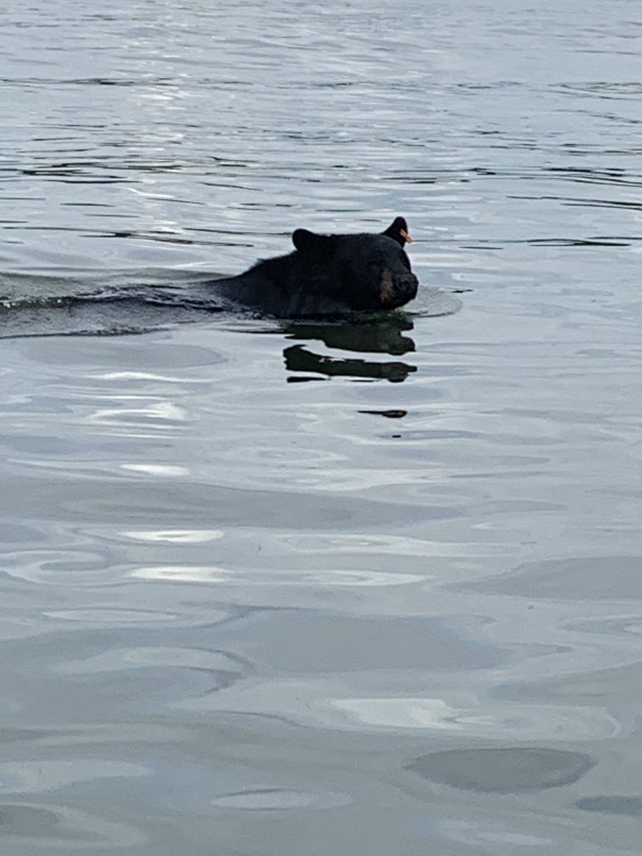 Went Bass Fishing and ooops Bear 🐻