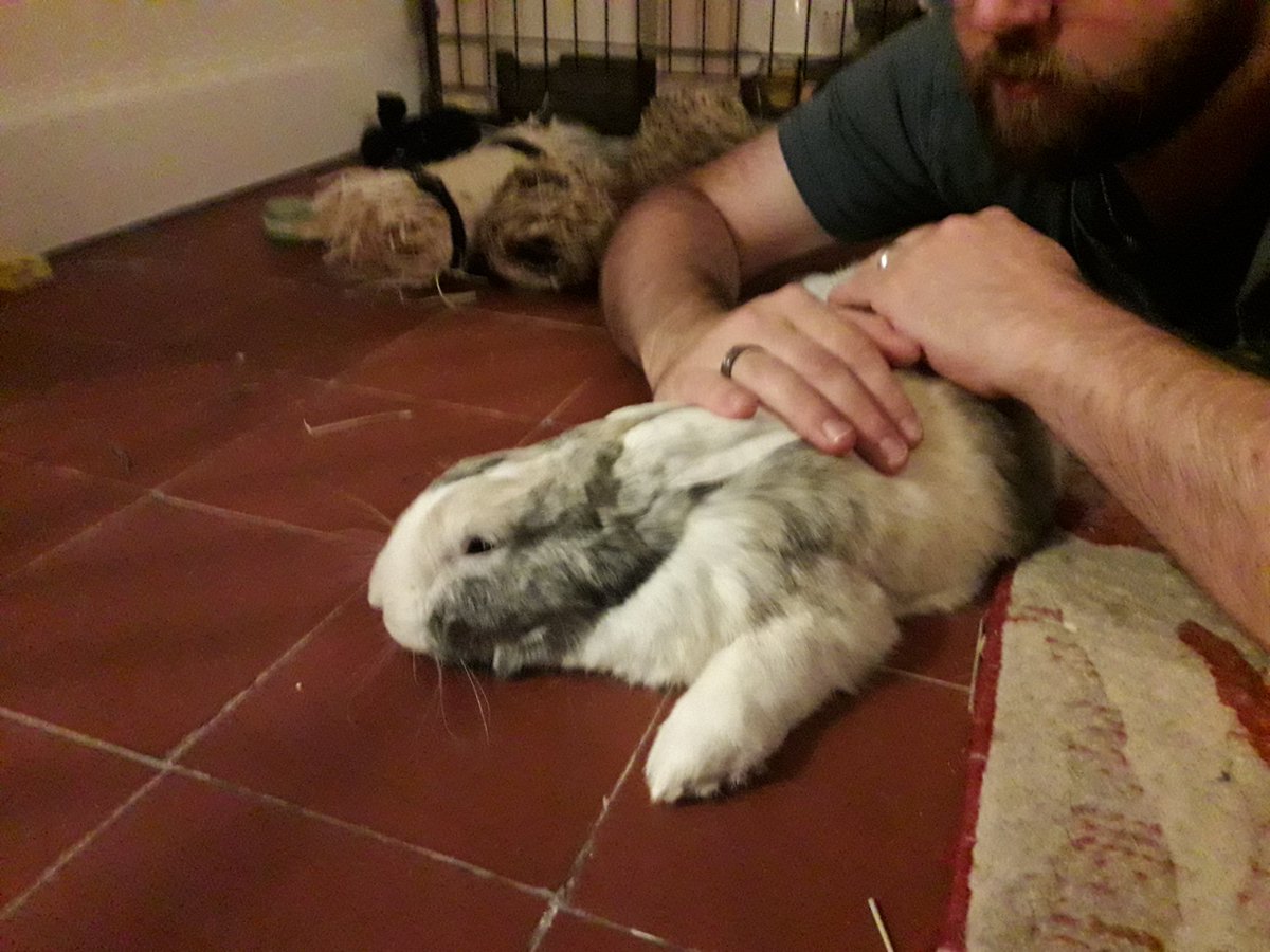 Happy International Rabbit day from a very flat and very content Drogon the House Bunny 💕🐰 #InternationalRabbitDay #rabbit #bunny #bunniesoftwitter #pet #cute #housebunny #bunob