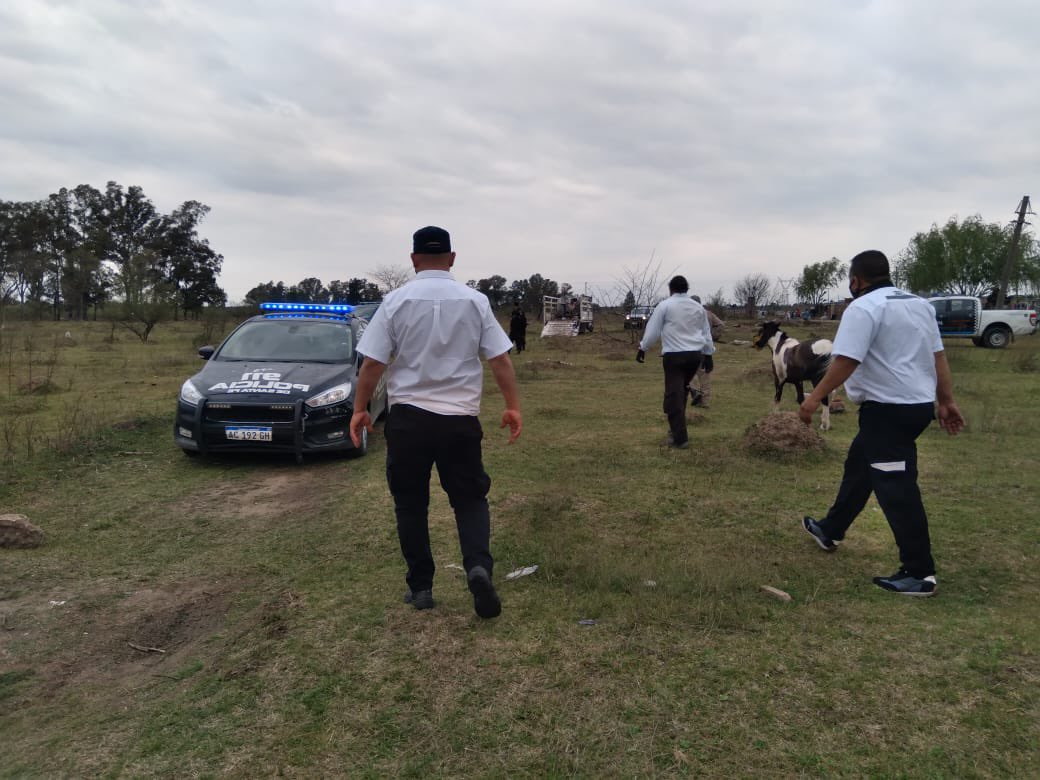 CaroLabayru's tweet photo. Desde la Secretaría de Control y Convivencia intervenimos en pos de erradicar el maltrato animal. En colaboración a la Policia Comunitaria se dio finalización a una cinchada de caballos en F. Grandoli y Calle 1338. https://t.co/UPaaYTc8Pt