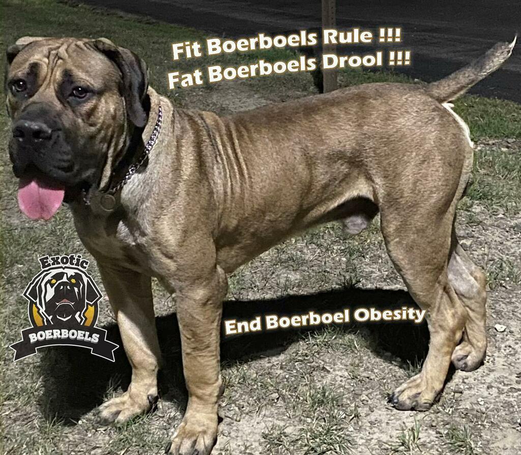BlackWallSt2's tweet photo. @boerboel_breeder_int
https://t.co/NYDkis7nrr
#exoticboerboels #boerboels #southafricanboerboels #boerboelpuppies #fitdogs #fitdoggies #mastiff #boerboelbreeder #africanboerboel #workingdog #guarddog #protectiondog #bullypuppies #rawfeddogs #workingโฆ https://t.co/mnqYP1uKyw https://t.co/3gdaNgMoL3