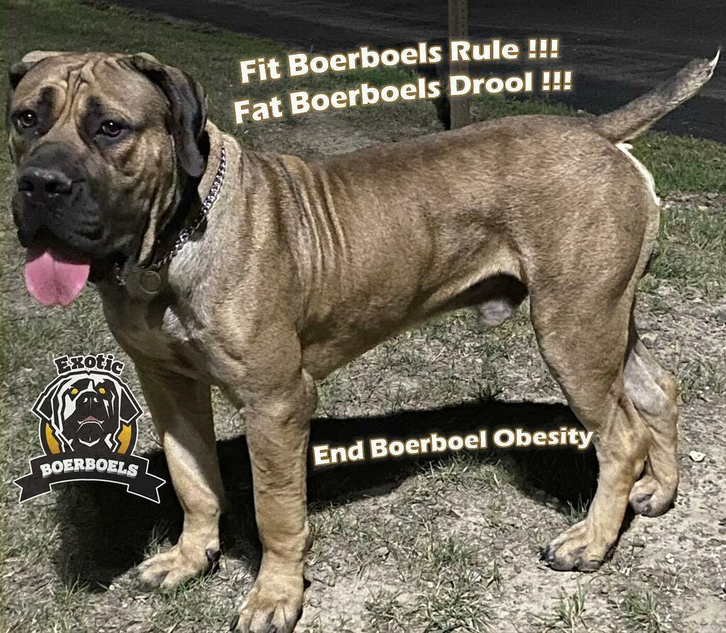 @boerboel_breeder_int

Boerboelpuppy.com

#exoticboerboels #boerboels #southafricanboerboels #boerboelpuppies #fitdogs #fitdoggies #mastiff #boerboelbreeder #africanboerboel #workingdog #guarddog #protectiondog #bullypuppies #rawfeddogs #working… instagr.am/p/CFm3CnAlpp5/