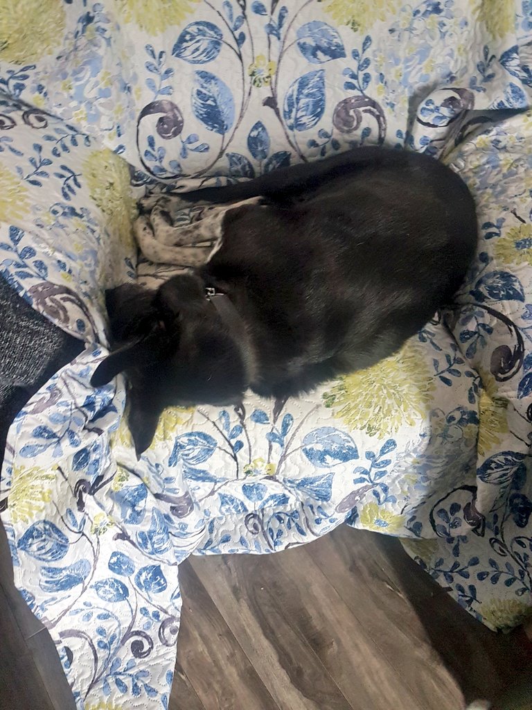 roguerobinson's tweet photo. Max insists on trying to fit in my reading chair. Between the dogs and the cats I never get to actually sit in it! 😭😝 #poormax 🖤🐶 https://t.co/fjvZ5pC2tr