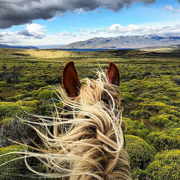 magallappnes's tweet photo. Espíritus libres en vientos Patagonicos 🤩
#magallappnes 💙💛
.
.
.
.
.
📸 @macige78
.
.
.
.
.
#horse #free #patagonia #magallanesyantarticachilena #airepuro #view #beautifuldestinations #bestintravel #createexplore https://t.co/7Qy4klE76f