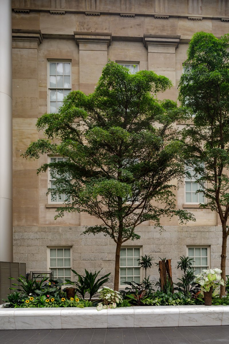 SIGardens's tweet photo. Indoor plants are not always tiny. Our black olive tree cultivar breaks out of the box (although hopefully not our planter boxes) by being an indoor tree. It hails from a warm climate, so it does very well inside the Kogod Courtyard.
https://t.co/pfLp8o33PV
#IndoorPlantWeek https://t.co/NOVx2n1sep