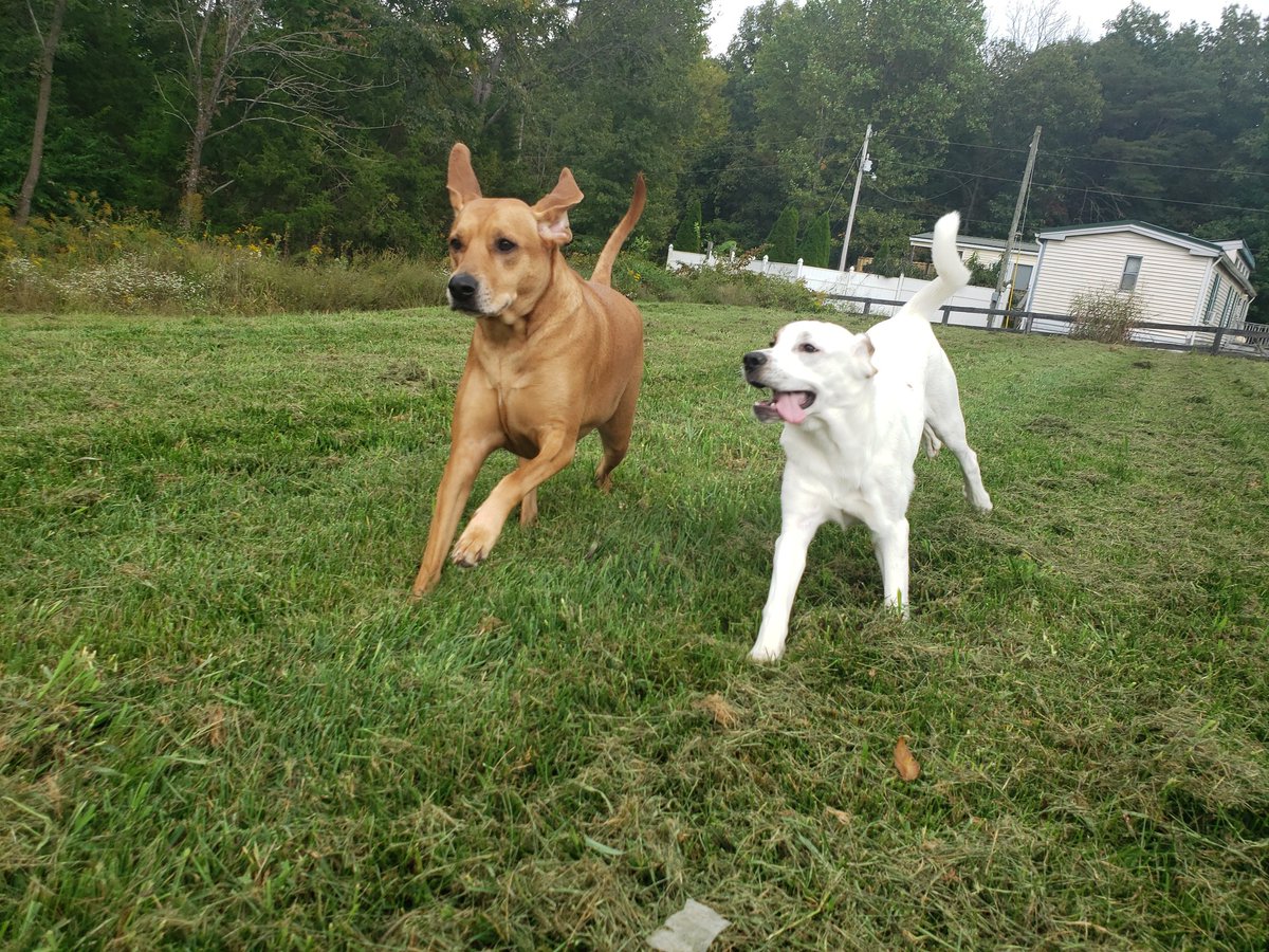 JasmineDownsPh1's tweet photo. Mid run!😂🐶❤ #pupper #dogsrun #doggy #dogsoftwitter #PhotographyIsArt https://t.co/Iiml4e7656