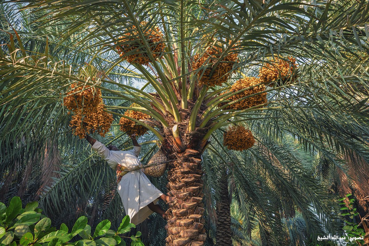 Пальма дерево где растет