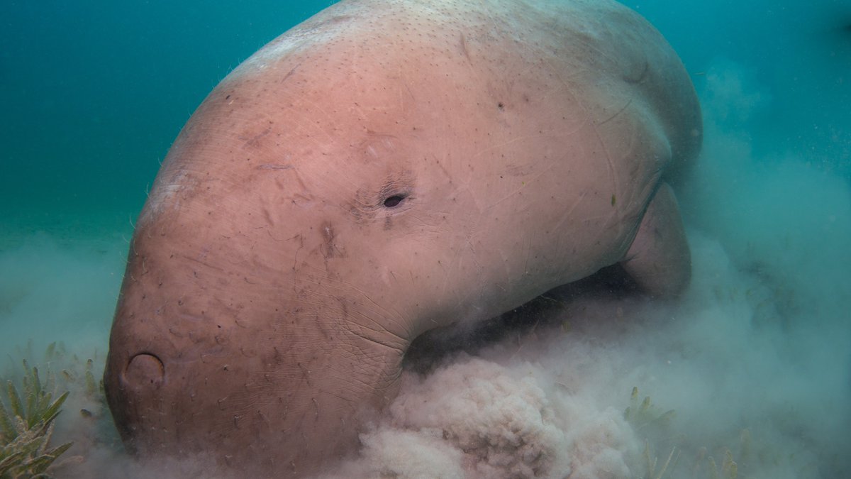 The Andaman Islands Hope Spot in the Bay of Bengal, India, are home to diverse fringing reefs, extensive mangroves, and seagrass meadows that support a population of dugong! 

Photo by Kris Mikael Krister
