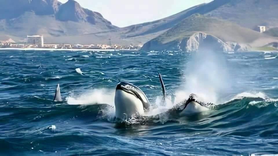 ClaudiaPavlovic's tweet photo. Nuestro Mar de Cortés recibe a esta hermosa familia de orcas entre sus olas, recordándonos que en Sonora tenemos lugares tan bonitos que son un espectáculo para nuestros ojos 🌊.
Gracias #MissSonora por compartir estas imágenes.

#TesorosDeSonora https://t.co/XhUyv5Z3Yl