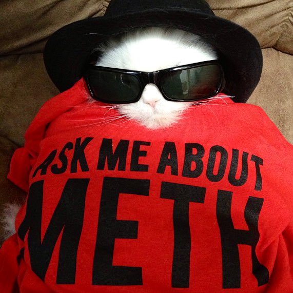 BadgerEsq's tweet photo. @TheeJinxyJinx @IAMSHOUTY @GeneralCattis @ililita @LolaKittySLC @dot_cocoa @YukiandHana2 @MzspellDena @WalterWhiteRab1 Nine plus several? Walter, Taco is going to need to make a Petco run. Does he still have that coat with lots of pockets? https://t.co/UqskqX3Olg