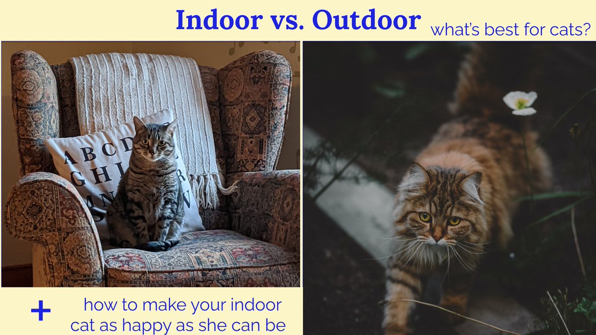 MeoMeow101's tweet photo. Have you ever wondered whether keeping your cat indoors or allowing her outdoors was a wise decision? 

What can you do to keep your indoor cat happy? Read on for the answers and much more.

https://t.co/4IEDEv3cHu https://t.co/tmaZlzVrmO