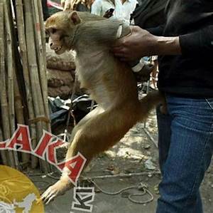 MonkeyBotHaha's tweet photo. Humiliated Monkey https://t.co/yImMwWWdNQ