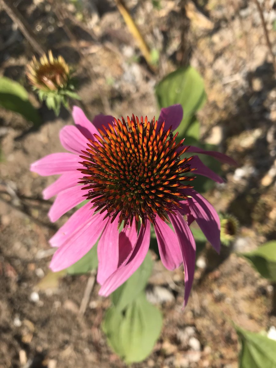 BethGoodwin33's tweet photo. @MsBteacherlady Yes! IEPs, deadlines, a practice lockdown...yes. But there was also the tooting of car horns on Route 1 at dismissal, an email from an appreciative parent, and Friday afternoon this in my drought-stressed garden...echinacea a tough beauty with amazing health benefits #findthe+ https://t.co/wgvhm7Yfqq