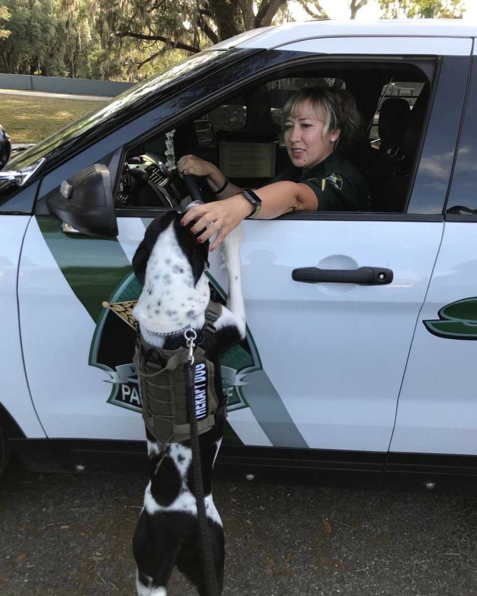 PascoSheriff's tweet photo. Have you ever wanted to #MoveToPasco and #JoinPSO? We're hiring! https://t.co/RQOVpcYOOU https://t.co/ikzCCmB9Vu