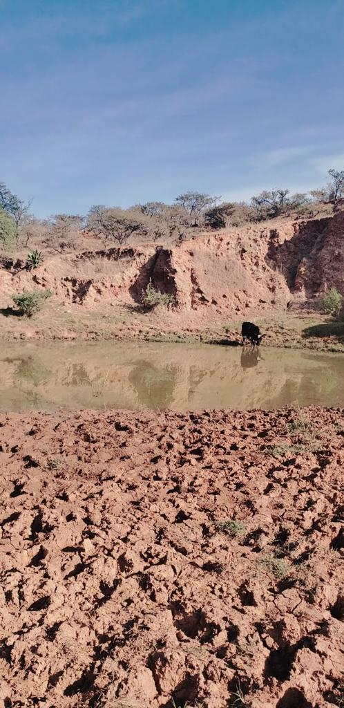 cattle-ranching –i.e., meat and dairy production– on extensive pasturelands that are rotated annually in association with seasonal deforestation of areas to permit rainfed maize cultivation employing the pre-Hispanic ‘slash-and-burn’ technique.