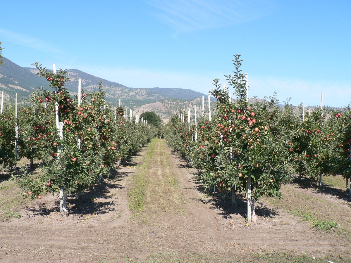 🍎🍏 📷 Pat Hampson #apples #freshfruit #apples #appleseason #applepietime #southokanagan #visitsouthokanagan #oliverbc