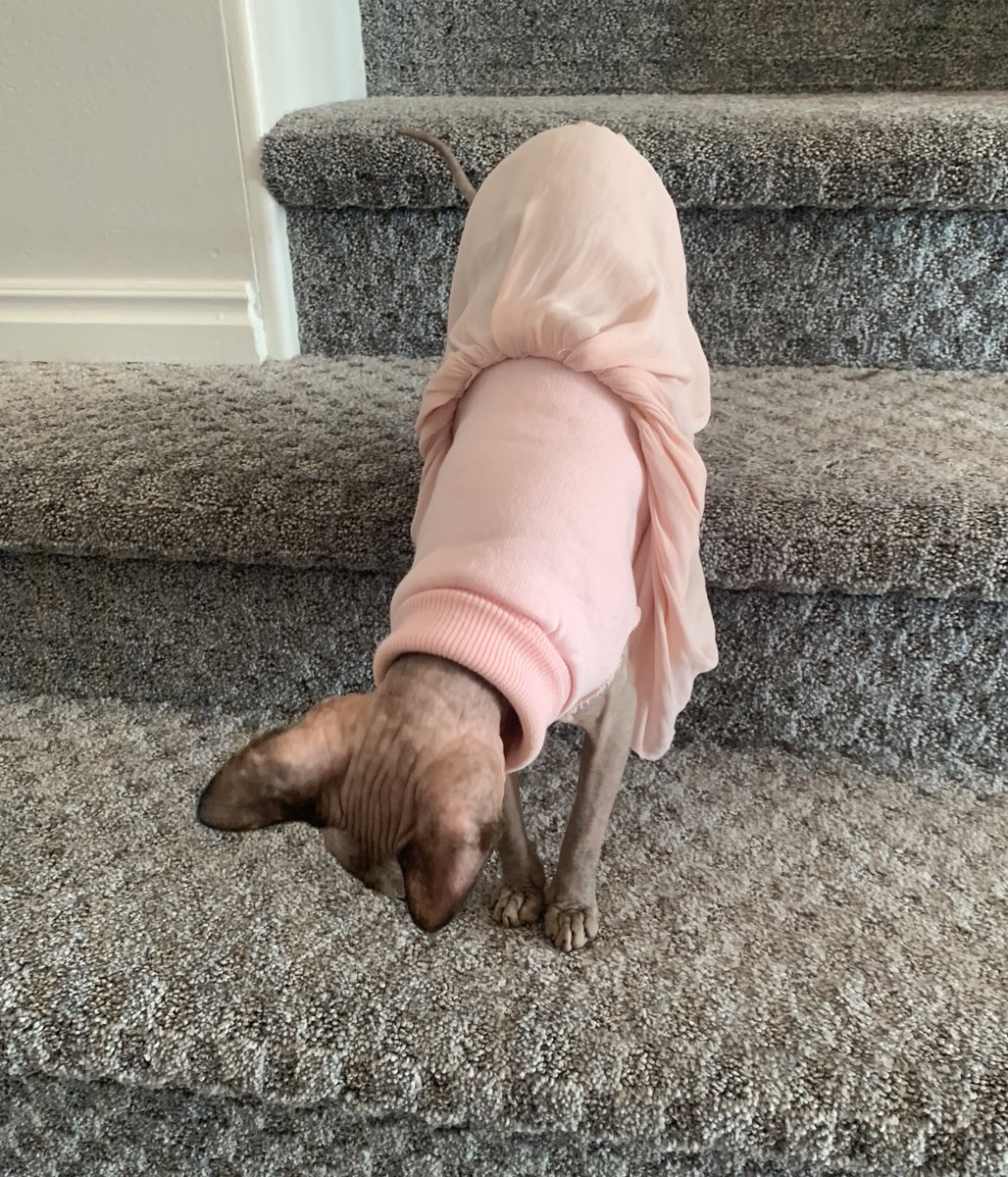hairlesswinnie's tweet photo. the humanz sistor made me a dres https://t.co/UZ925Aqe9G