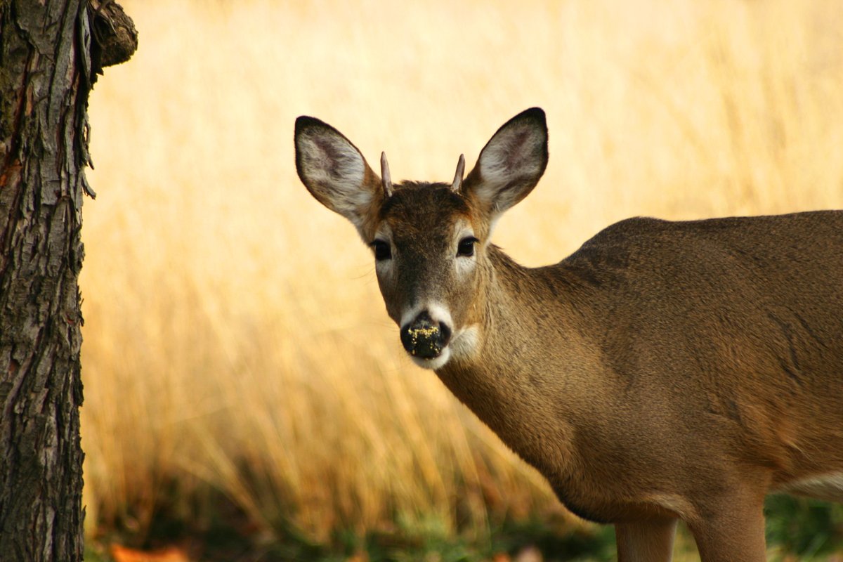 Today is National #HuntingAndFishing day. These activities were paramount to survival for many peoples, &amp; today they perpetuate long traditions and keep people healthy. 

What traditions surrounding food are important to you?