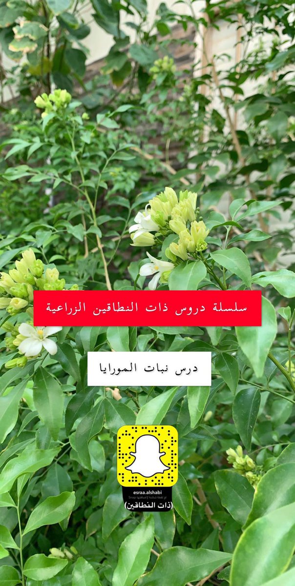 ذات النطاقين / إسراء الشعبي tweet media