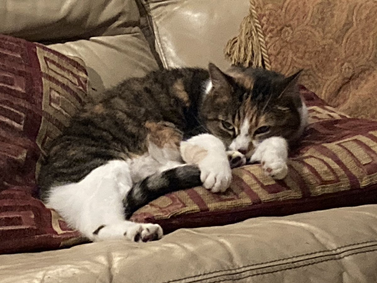 janetfauret's tweet photo. @TheHoneyTails Honey, be thankful there’s only you. No competition for laps and sofas. Here is a disgruntled Molly glaring at Maggie on my lap #catclash #onlyroomforone https://t.co/SQ9sMO5YG2