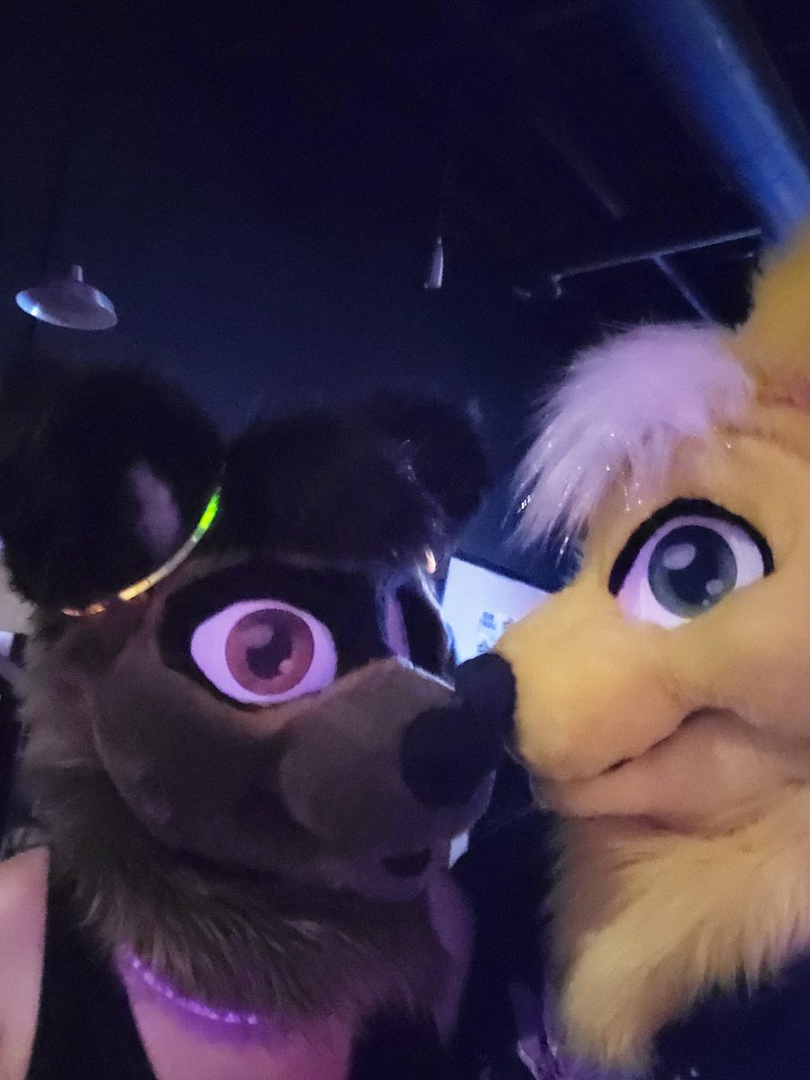 CCoywolf's tweet photo. Went to a small furry rave! Love my fox ^.^ #furry #fursona #fursuit #fox #coyote #coywolf #wolf #hybrid #rave https://t.co/T8kUSV5Kwo