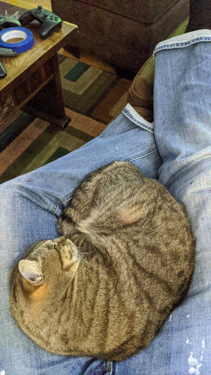 mattstromandev's tweet image. I really have to pee but... Well, what would you do? 🐾🐾🐾

#catworldproblems #iownuhooman #cats #lovemycat