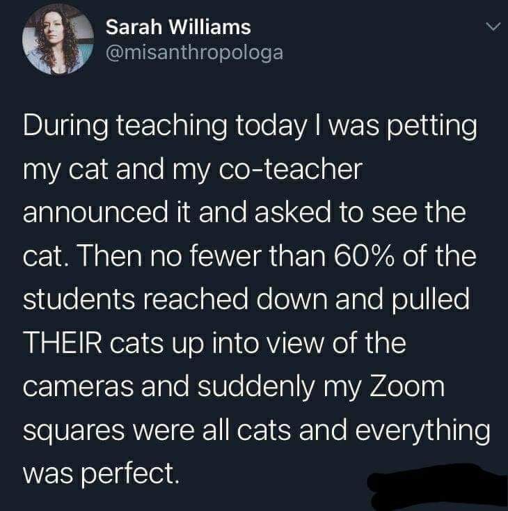 Skeptical Kitten 😼 tweet media