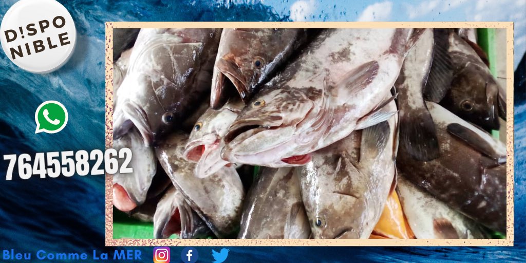 BleuCommeLaMER's tweet photo. Disponible chez #BleuCommeLaMER 
L’Expérience et la Compétence à votre Service.
📝À vos commandes
💰Acceptons les paiements en #btc  , #xtz et #eth

#thiof #fish #fishing #food #sea #ocean #foodie #water #poissonfrais #fishfood #fresh #delicious #cuisine #cooking #healthy #yum https://t.co/vLqX8KMlpU