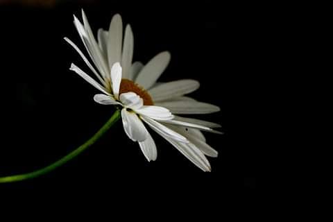 MikeBisson11's tweet photo. I love High Speed Sync photography. Perfect for this Daisy
#macrophotography #GardenersWorld #garden #flower #flowersofTwitter https://t.co/fj6oWQ7TJK