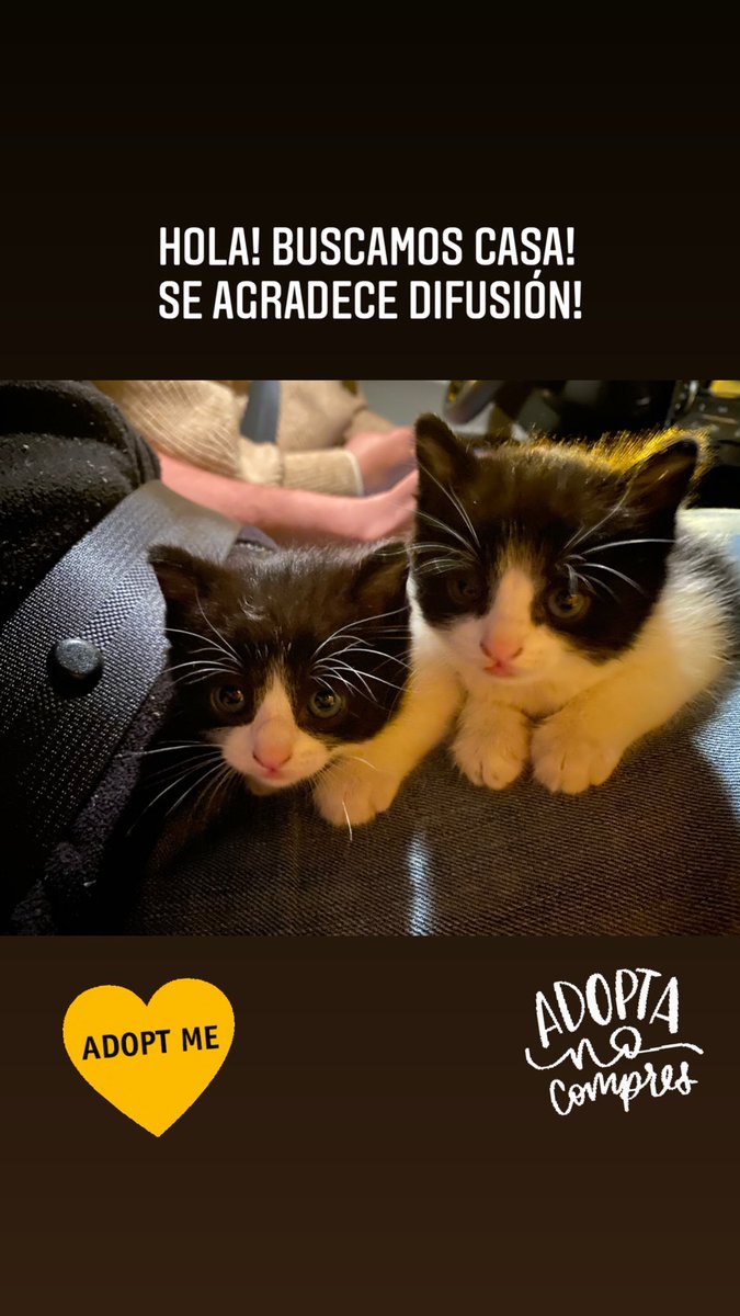 _Lilysr's tweet image. Hola! Nos acaban de encontrar y estamos buscando casa! #gatos #adopcion #madrid #adoptanocompres