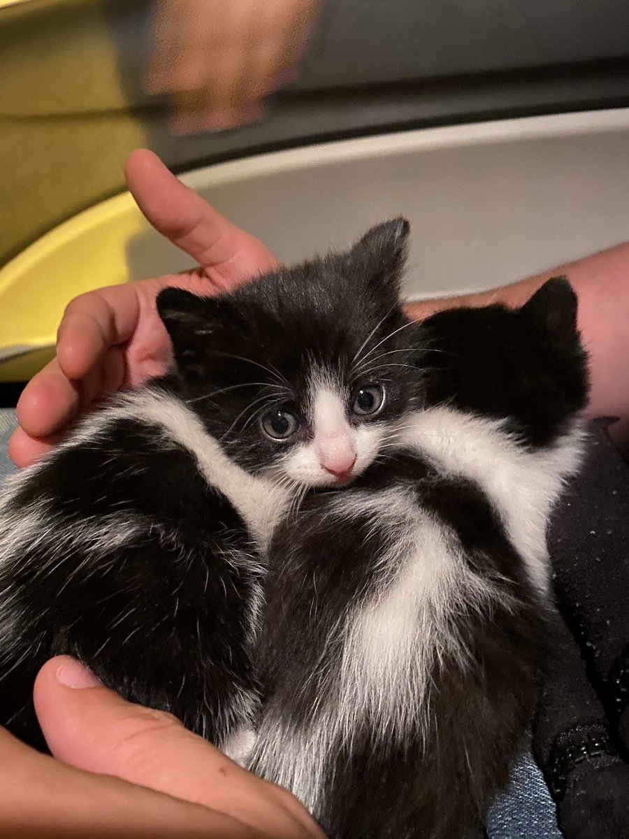 _Lilysr's tweet image. Hola! Nos acaban de encontrar y estamos buscando casa! #gatos #adopcion #madrid #adoptanocompres