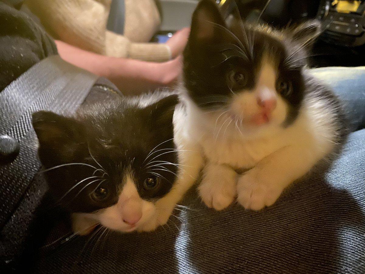 _Lilysr's tweet image. Hola! Nos acaban de encontrar y estamos buscando casa! #gatos #adopcion #madrid #adoptanocompres