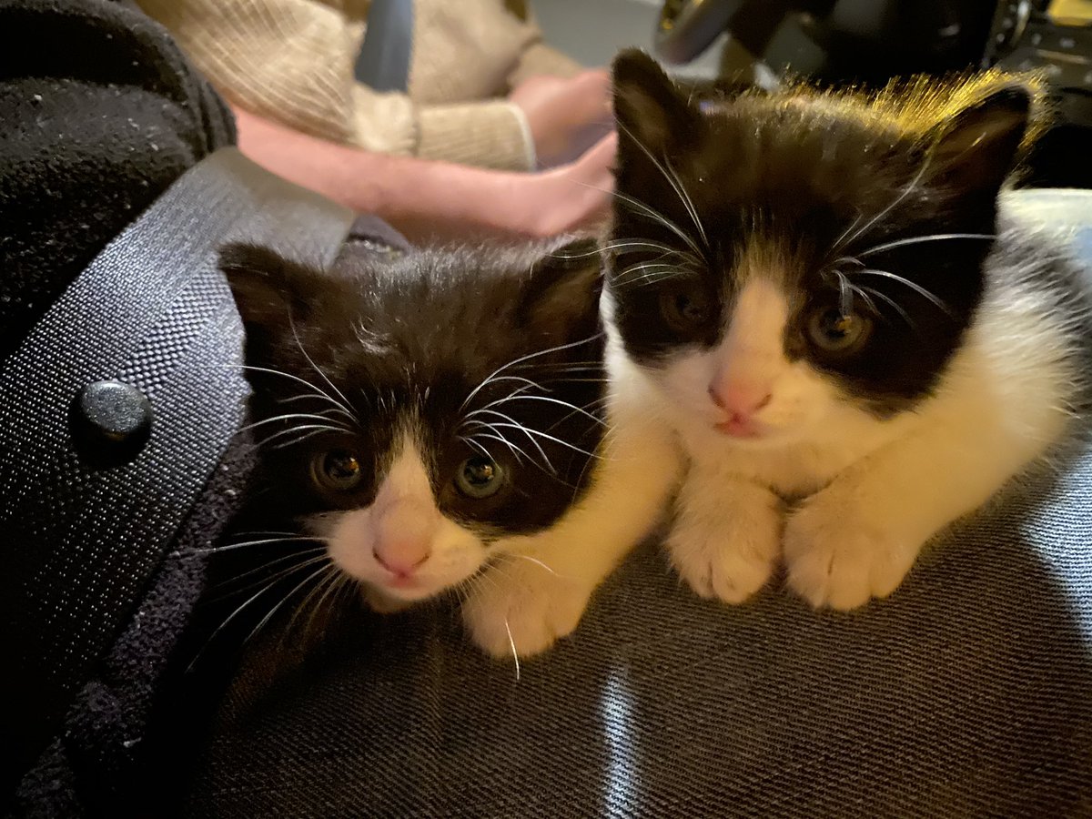 _Lilysr's tweet image. Hola! Nos acaban de encontrar y estamos buscando casa! #gatos #adopcion #madrid #adoptanocompres