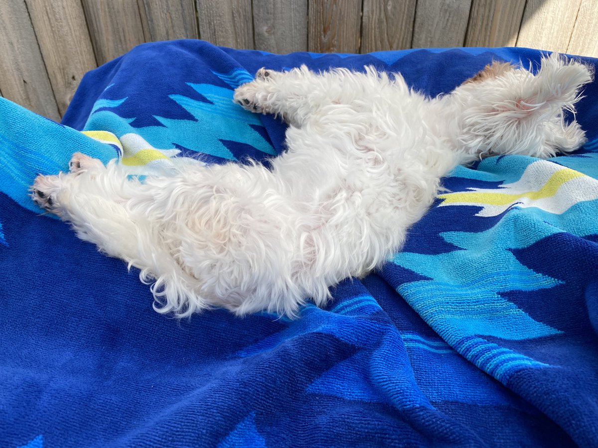 lisamightydavis's tweet photo. My poolside pal. #RoxyDoodle https://t.co/Nn8EhPN9OU