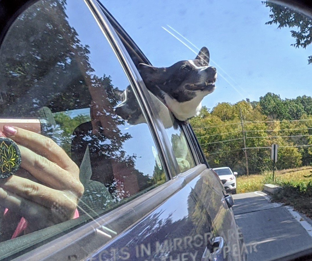 kharmathecorgi's tweet photo. We went to the trails today! Car rides are my favorite. Do you like to stick your head out the windows, too? #adventuresofdogs #happiestdoggo #fall https://t.co/JAZPhpaFTv